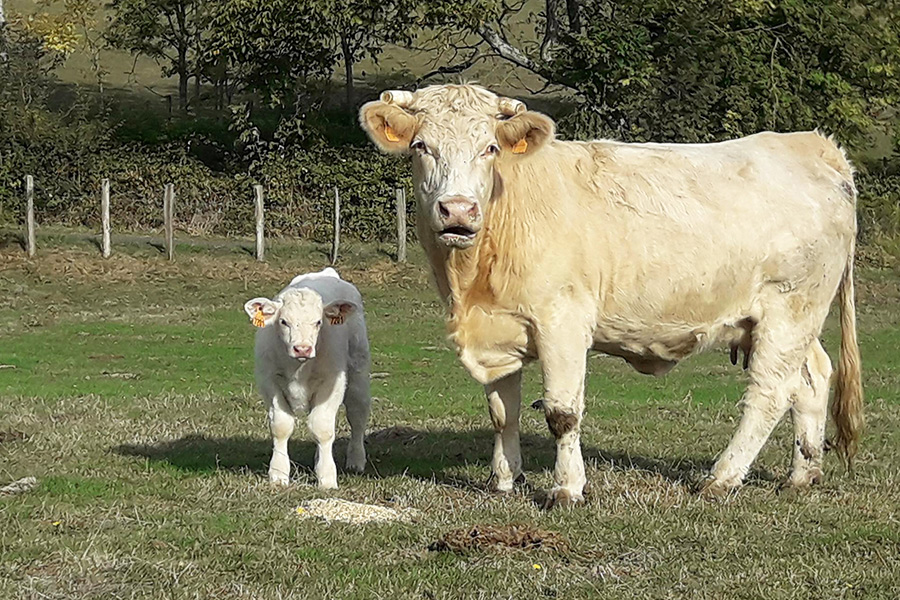 Vache et veau Charolais en pâturage ensoleillé : tendresse rurale Vache pâle aux cornes recourbées et son veau, avec étiquettes 731, 781, dans un pâturage ensoleillé. La mère semble surprise.